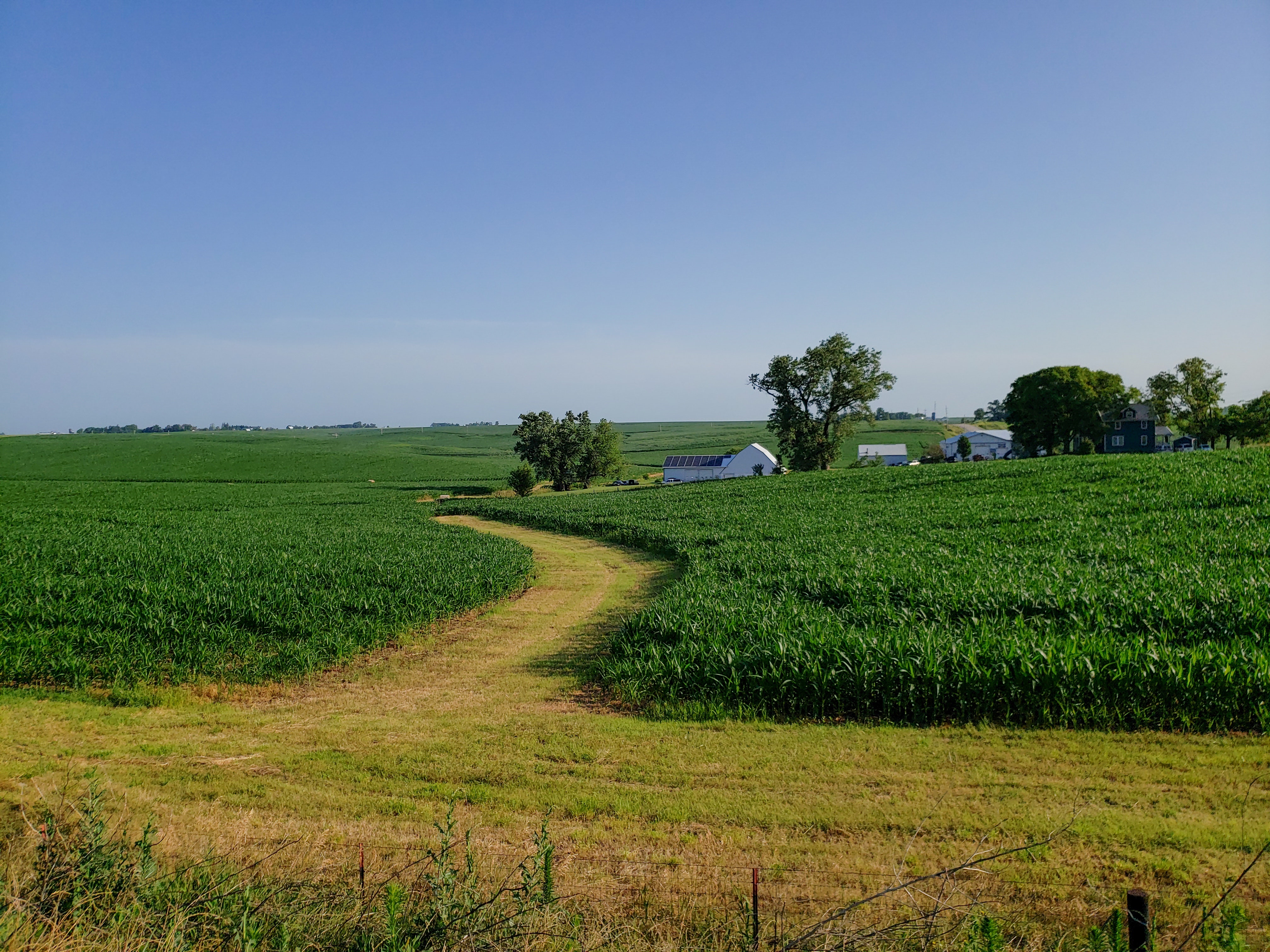Photo of a cornfield in Iowa.
