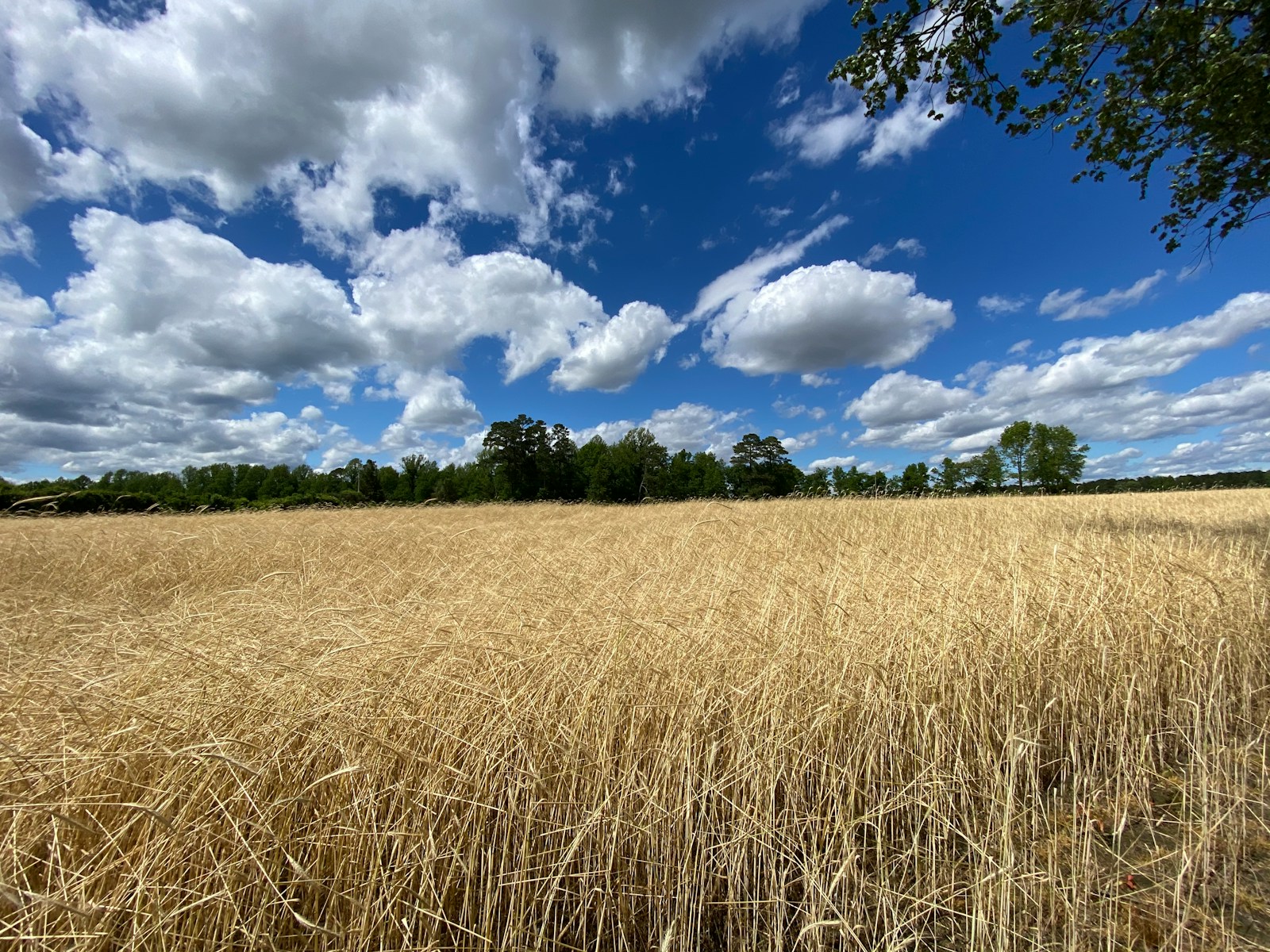 brown grass field under blue sky and white clouds during daytime
