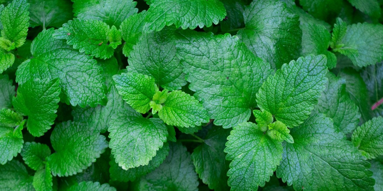 FCC gives T-Mobile the green light to buy Mint Mobile