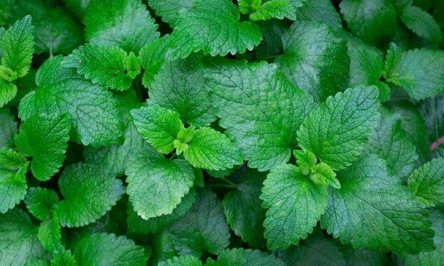 FCC gives T-Mobile the green light to buy Mint Mobile