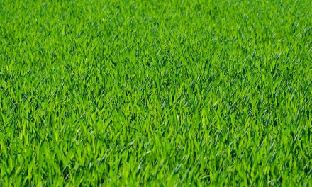 Kinetic inks deal to become exclusive Wi-Fi provider at Kentucky park