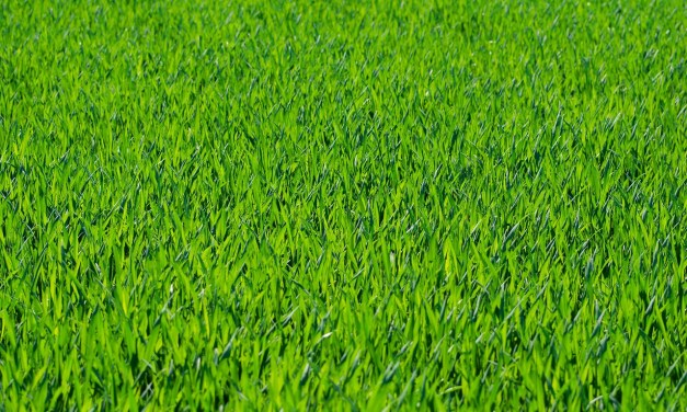 Kinetic inks deal to become exclusive Wi-Fi provider at Kentucky park