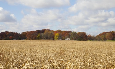 Metronet to begin fiber internet expansion in Elwood, Indiana