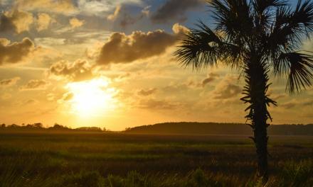 LiveOak speeds up Savannah fiber deployment with partnership