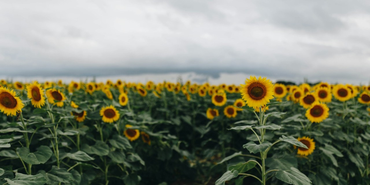 Kansas set to begin work on open-access middle mile project