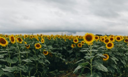 Kansas set to begin work on open-access middle mile project