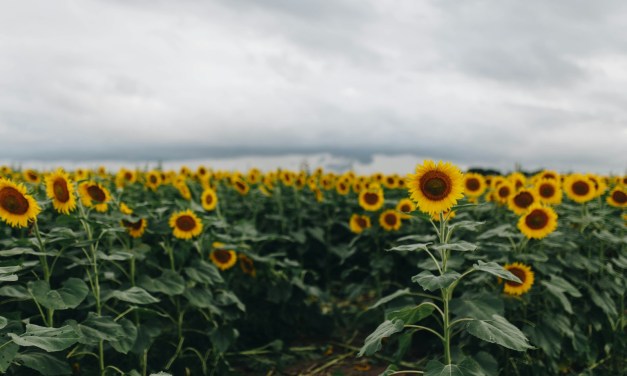 Kansas set to begin work on open-access middle mile project