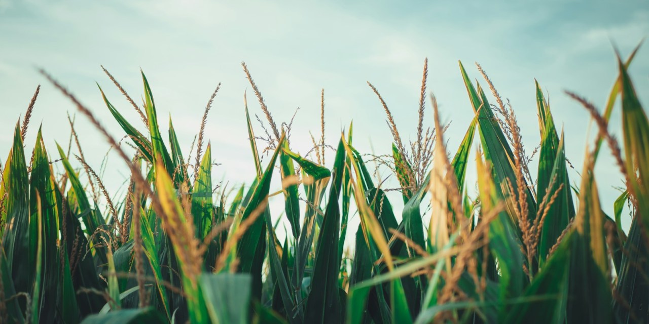 Timewell, Illinois named a ‘Smart Rural Community’ by NTCA