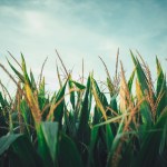 The recognition highlights Timewell's commitment to utilizing advanced broadband technology as a catalyst for advancement.