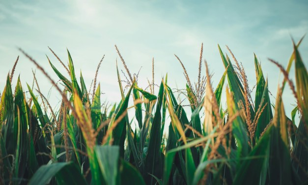 Timewell, Illinois named a ‘Smart Rural Community’ by NTCA