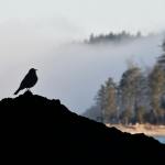 Trust is a key factor in building lasting partnerships with tribal communities, according to Joel Ogren, the CEO of Assured Communications.