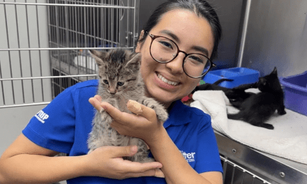 Ritter Communications highlights recent staff volunteer efforts