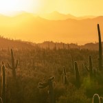 green grass field during sunset