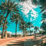 palm trees on street at daytime