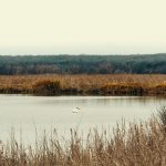 white duck on lake during daytime