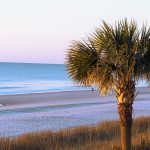 green palm tree near sea during daytime