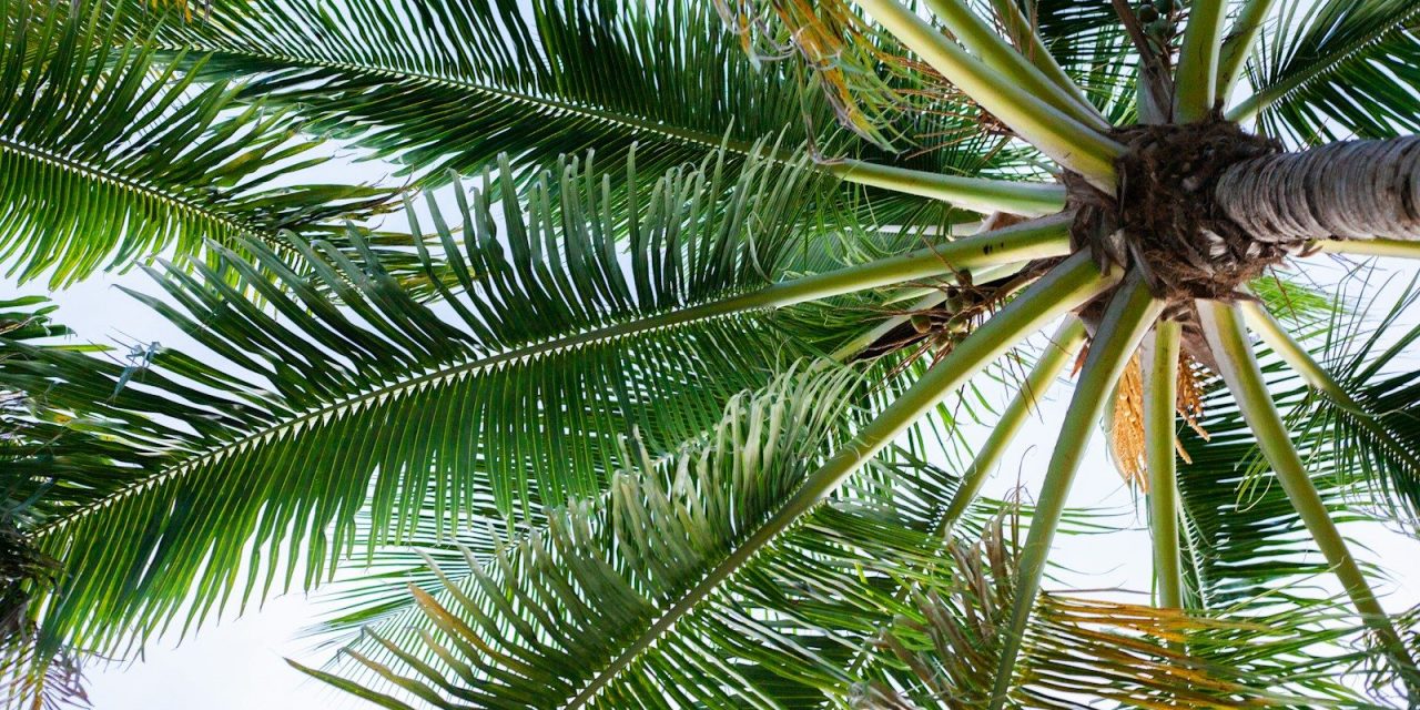 Sandalwood HOA in Palm Beach Gardens tees up for fiber internet