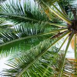 green palm tree during daytime