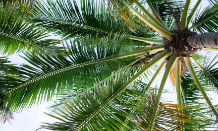 Sandalwood HOA in Palm Beach Gardens tees up for fiber internet