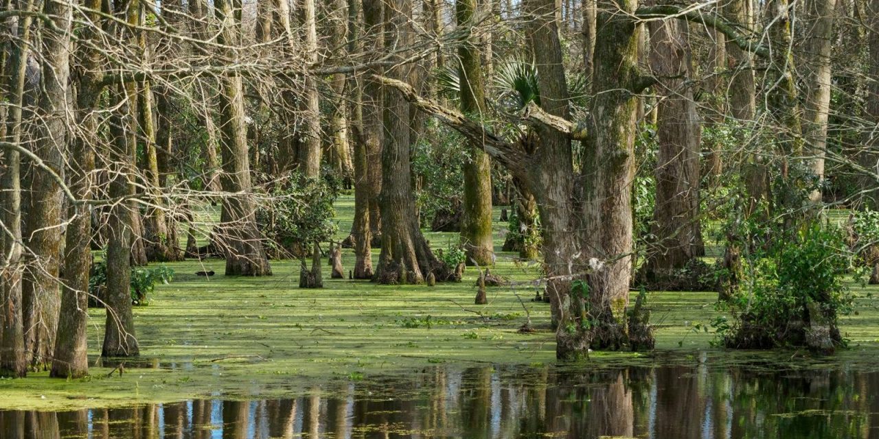 Louisiana makes connectivity gains in rural Acadia Parish
