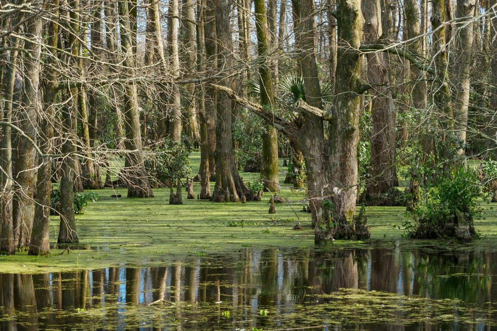 Tranquil scene of a cypress swamp with moss-covered trees reflecting in the water.