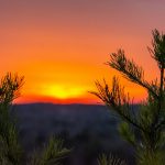 green grass field during sunset