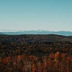 aerial view of forest at daytime