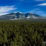 A large forest with a mountain in the background