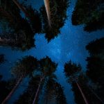 low angle photography of trees
