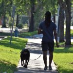dog, dog walking, male, nature, african american, dog lover, rottweiler, pure breed, sidewalk, houston texas, trees, pets, peaceful, love, best friends, fathers day, harmony, lifestyle, man, tshirt, happy, leash, walk, animal, pet, puppy, cute