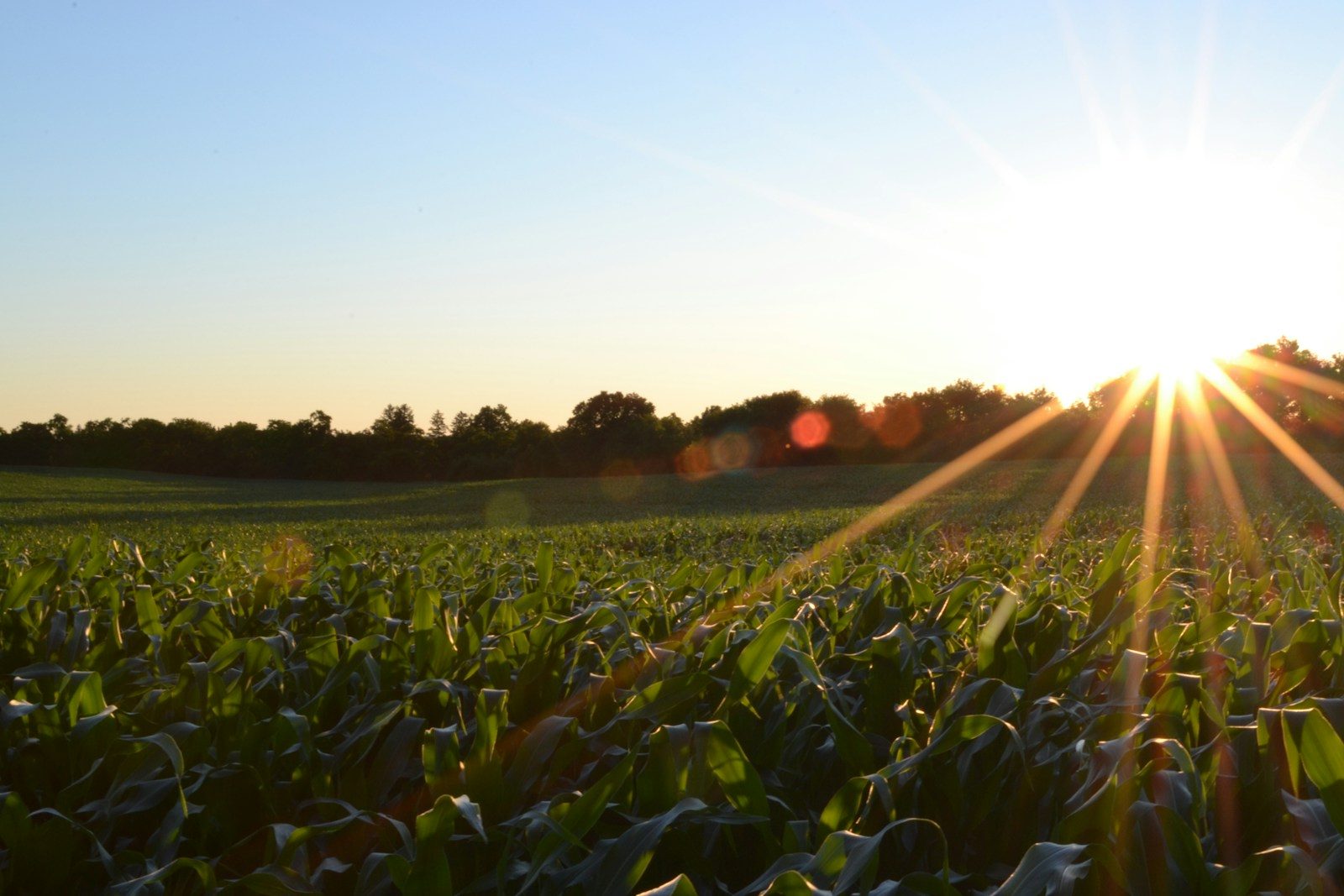 Agricultural swarm robotics market to reach $2.68 billion by 2033