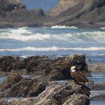 A bird sitting on top of a rock near the ocean