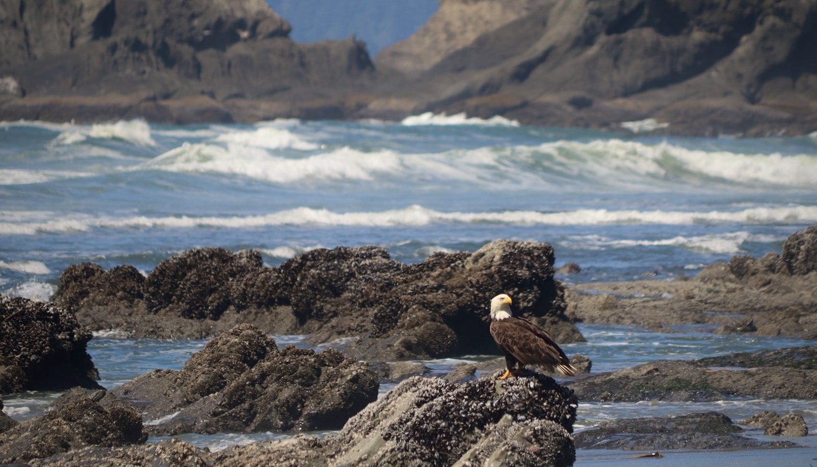 A bird sitting on top of a rock near the ocean