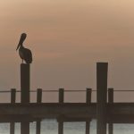 silhouette photography of bird pearched on dock