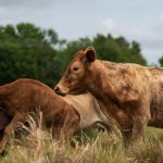 a group of cows in a field