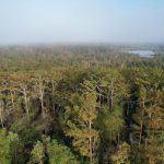an aerial view of a forest with a lake in the distance