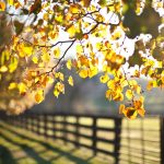 yellow leaves on tree branch during daytime